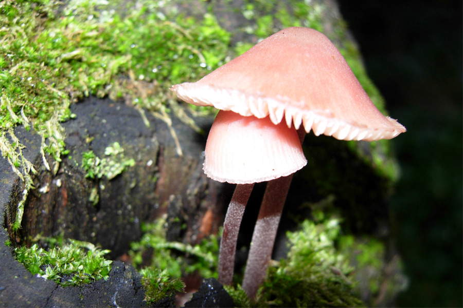 Da solo non ci riesco....